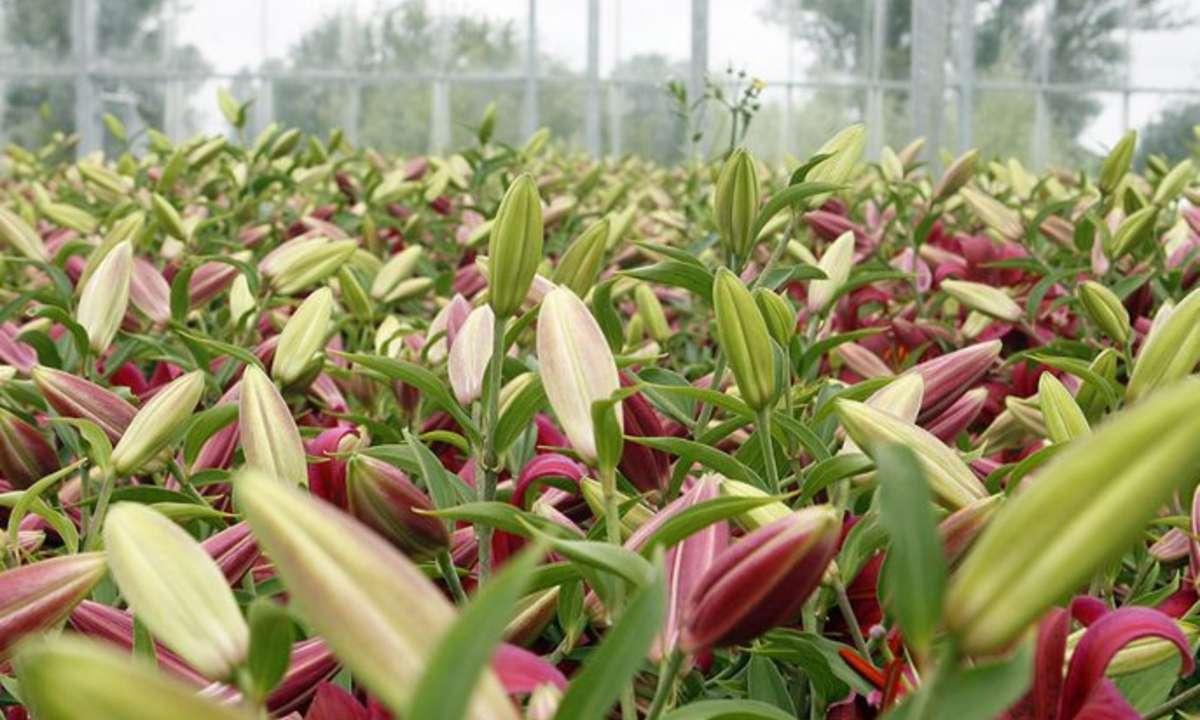 Cut lilies for bouquets. Photo credit: Keelings Flowers